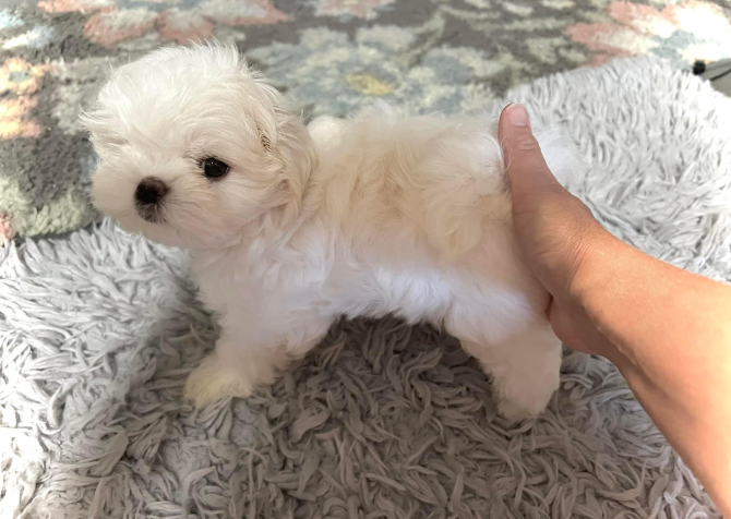 Maltese Terrier Dünya güzeli bebeklerimiz